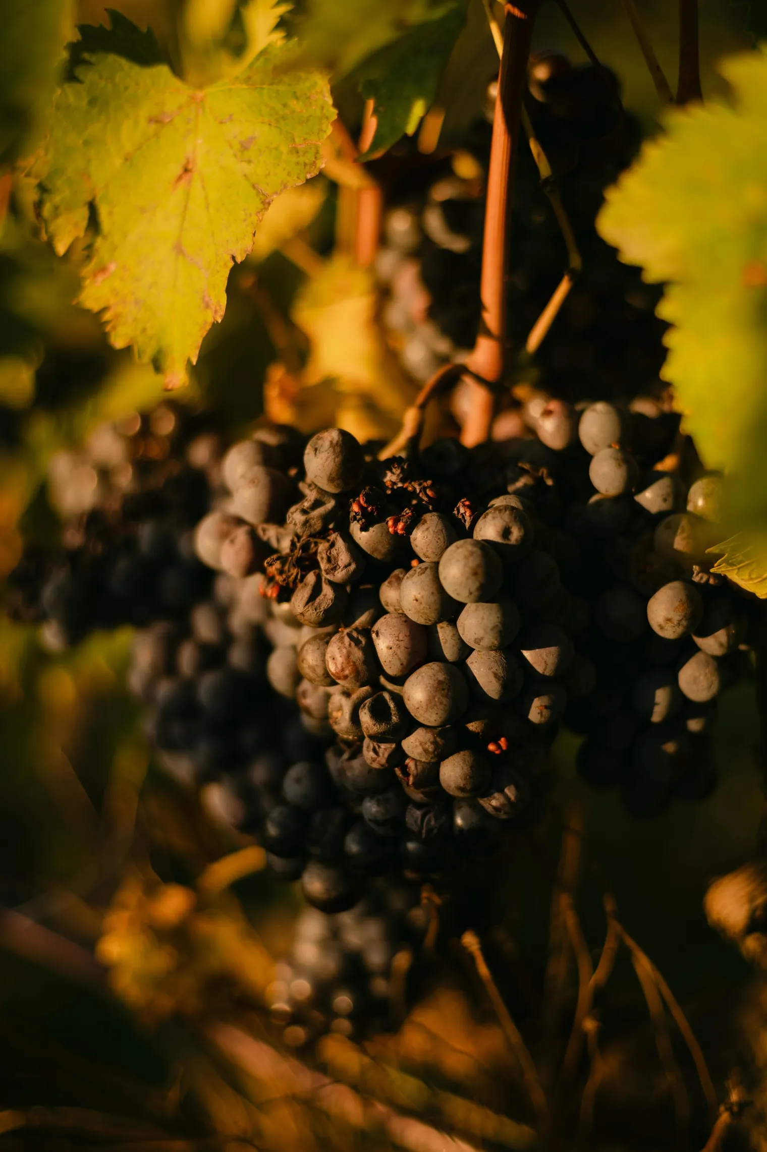 Klaudia i Sławek, Poranna sesja narzeczeńska: Toskania w złocie